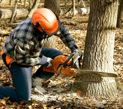 Tree Removal in Kansas, OK